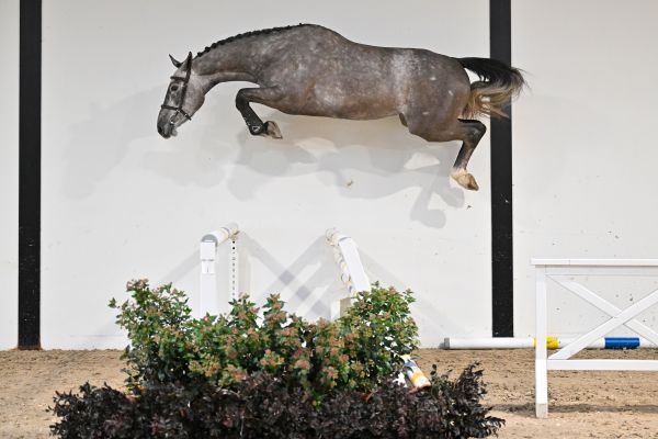 Quancun PYC & CG - 2