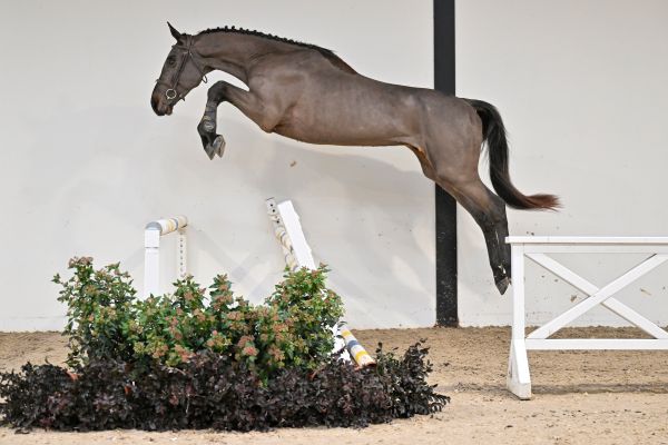 Mazel du Tonnerre - 2