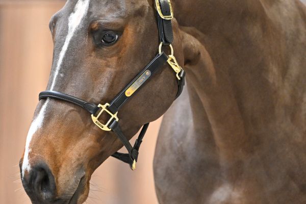 Origi van 't Cijnshof Z - 1