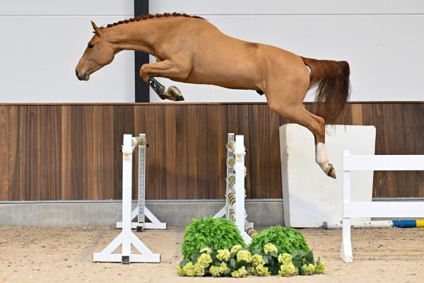 Kyros de Kalvarie Z - 2