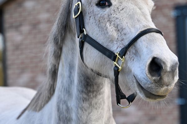 Limited Edition Z - 3