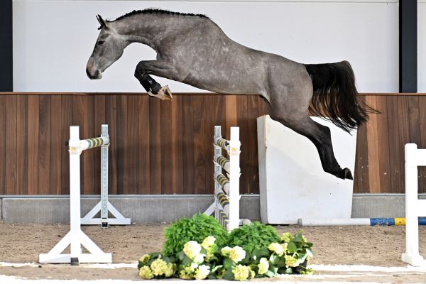 Elliot vd Berghoeve Z - 2