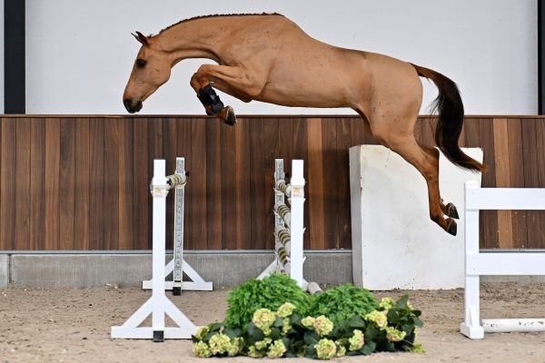 Ché van Schuttershof Z - 2