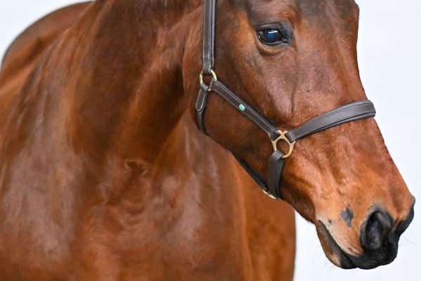 Euridice van de Donkhoeve - 3