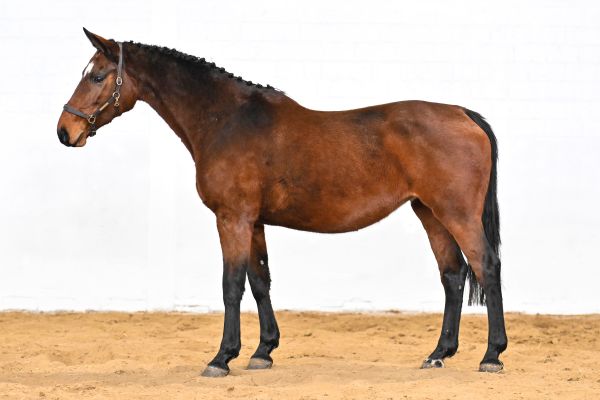 Orchidee van de Donkhoeve