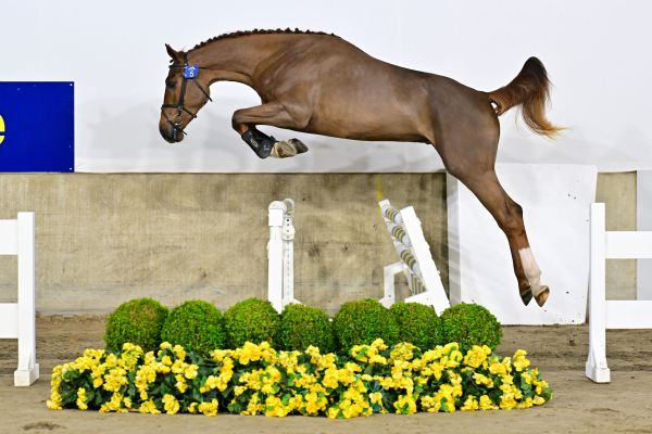 Another Belle van 't Hagenhof