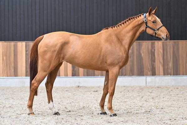 Wicked vd Withoeve 3