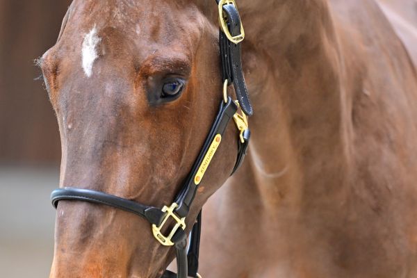 Conquest vd Withoeve Z 1