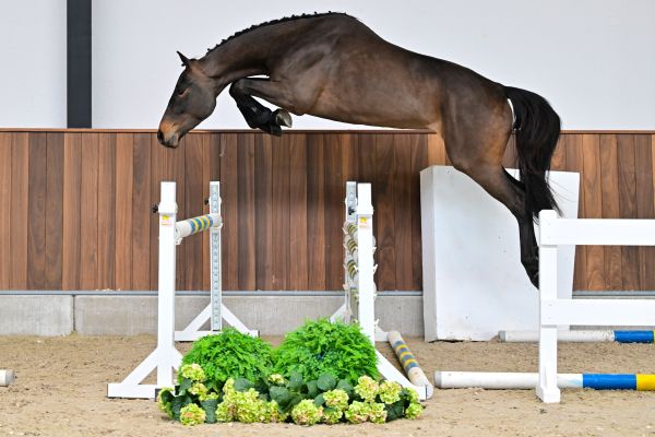 Arturo vd Withoeve 2