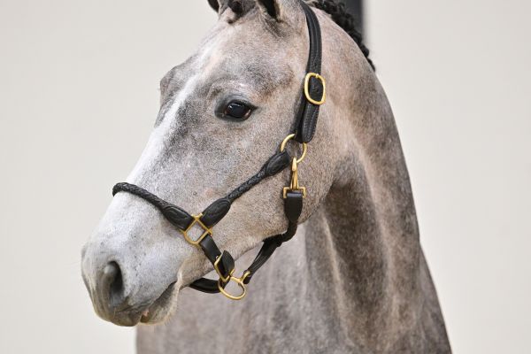 Osmose de Bornival Z 1