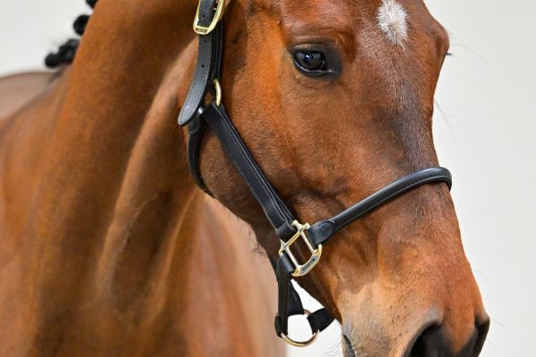 Don Diego de Bornival Z 1