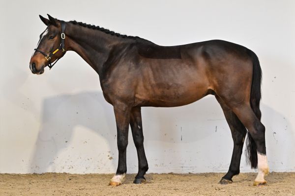 Flint de Bornival Z 3