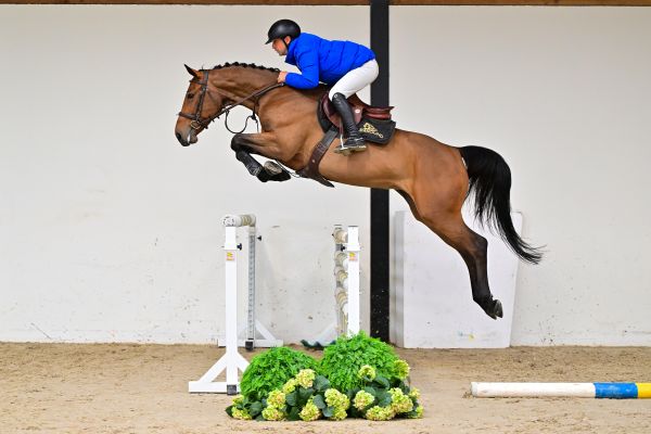 Lollipop de Courcel under the saddle