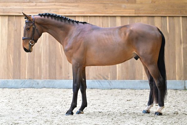 Chacco Gold du Prieur&eacute; de Seny 3