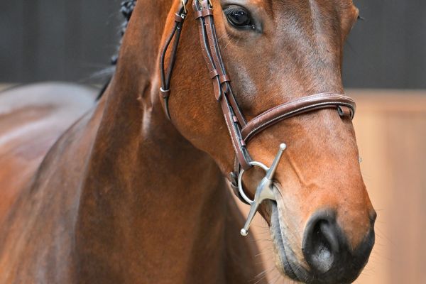 Charisma de la Marchette Z 1