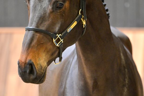 Valverde vd withoeve 1