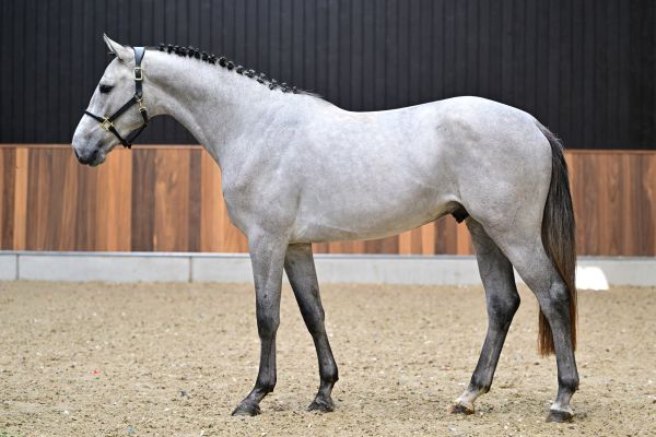 Ceo of Colours CK Z 3