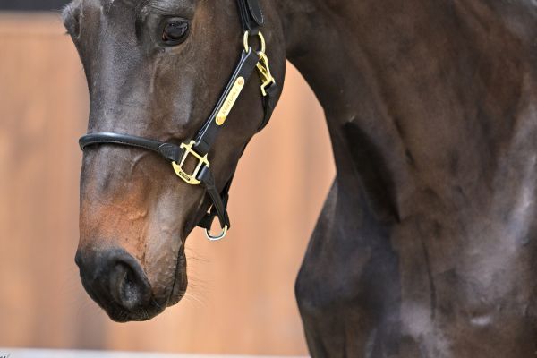 Sevilla van de Hagenhorst 1