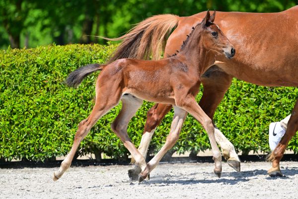 Dreamboy vd Schrale Hamme Z 1