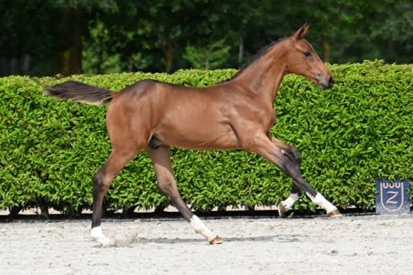 Elliot de l'Equipe Z 3