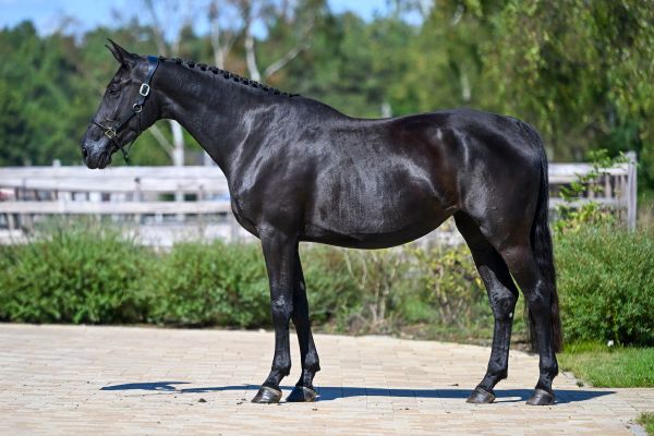 Dabelle van de Haterbeek Z - 2