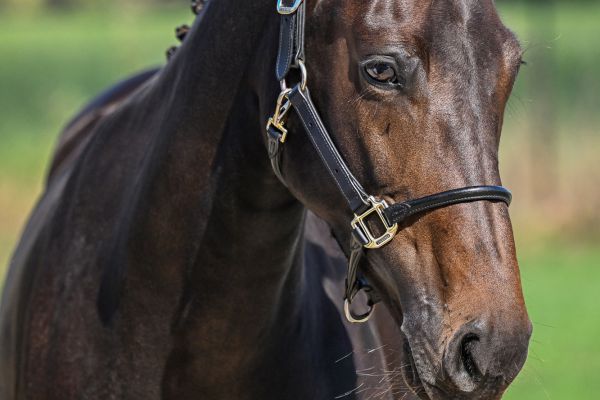 Quinette vd Padenborre - 2