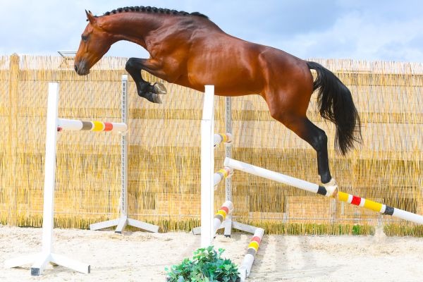 Churchill AE Z - 4 kopie