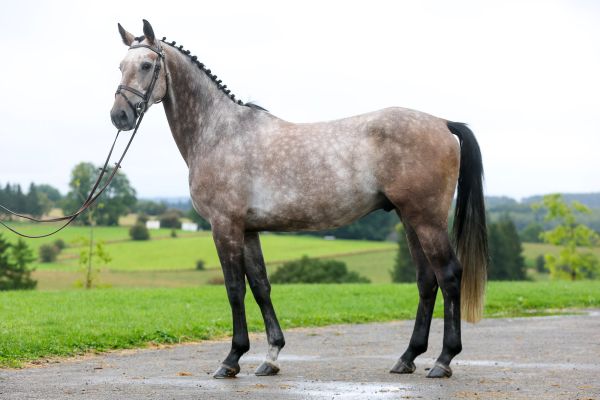 Opium d'Hortincourt 1