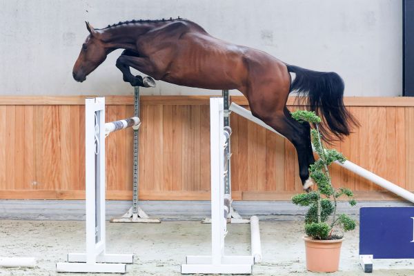 Qualido du Bois du But