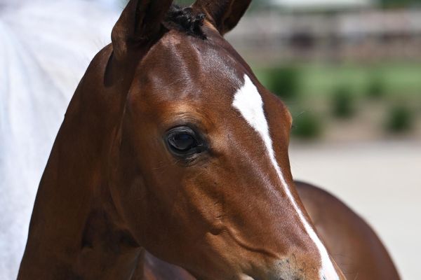 Maximus de la Naiade Z