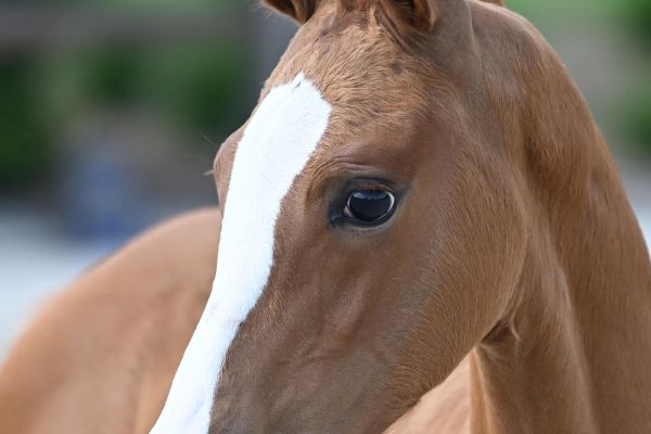 Candyman vh Eegdeken Z