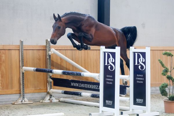 Carleye Blofagnu Z - 3