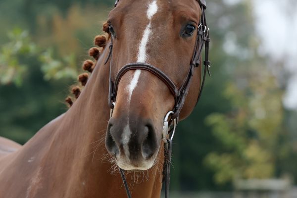 Viento van de Doornhoeve - 4