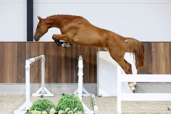 Enzo vd Rollebeek Z - 2