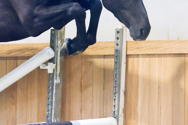 Quatar HM du Menil - 3