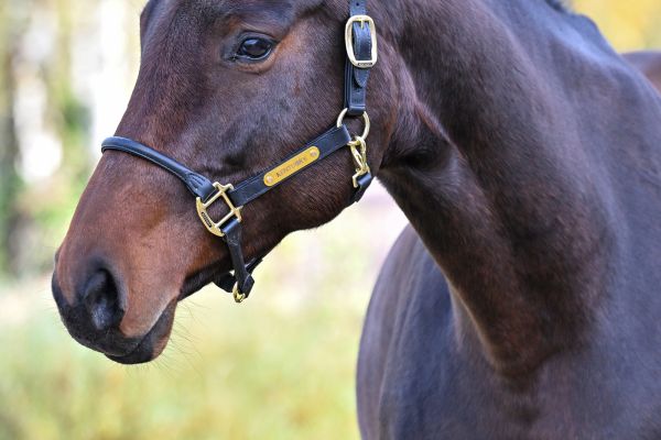 C'est la Vie van 't Bergske Z - 2