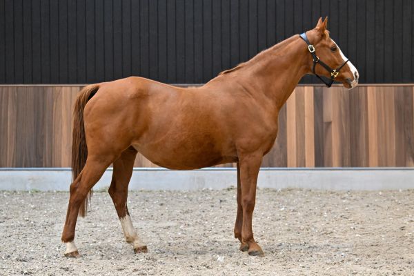 KARTOUSKA VAN DE PIETAKKER 1