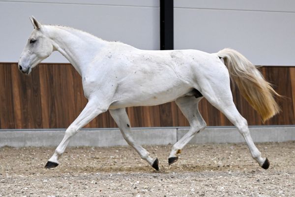 As Cold as Ice Alpha Z - 6