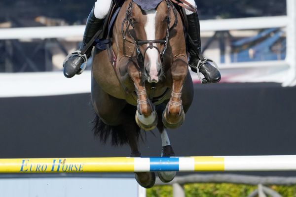 Gently Z - Jeroen Appelen - 1