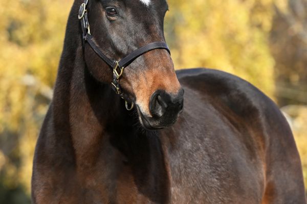 Ibiza de Beaufour - 4