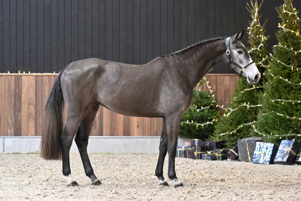 A Million Dollar Girl vd Pluimert Z