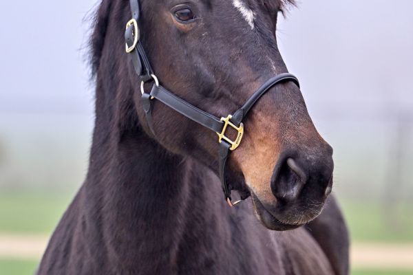 Elegance van 't Hof - 2