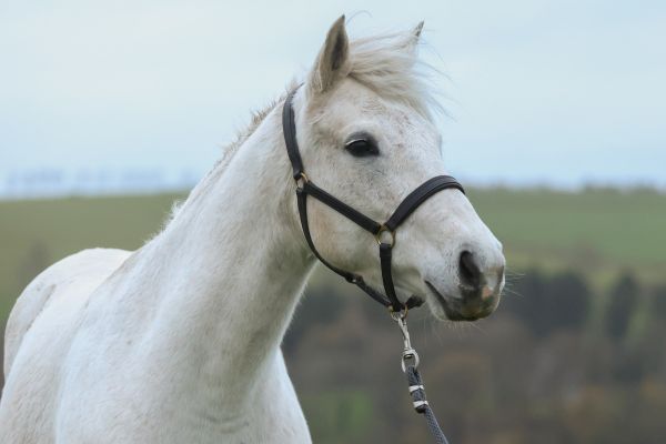 Jardin Secret Menezig - 4