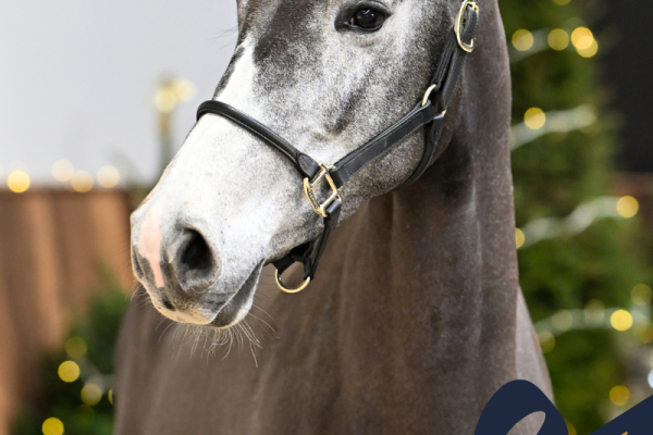 A Million Dollar Girl vd Pluimert Z