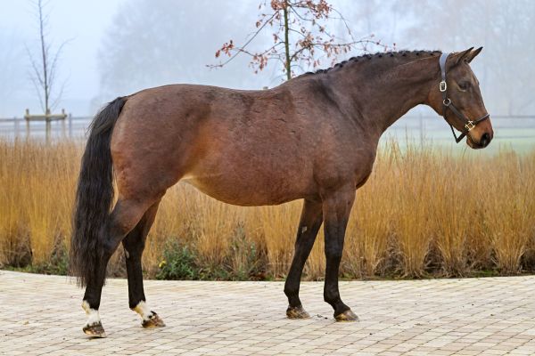 Nikita van het Leliehof - 1