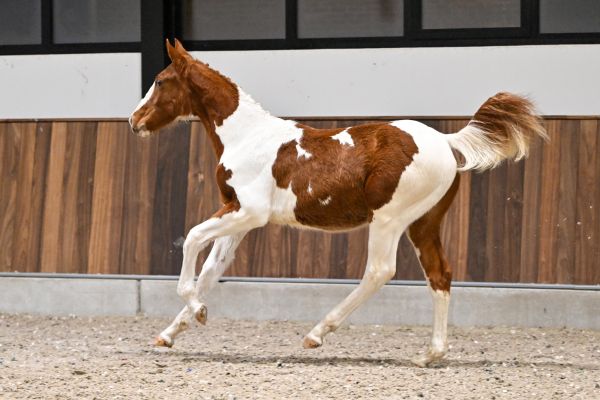 Jolly Jumper AV Z - 5