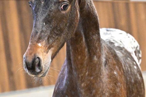 Jollyjumper des Bellignies Z