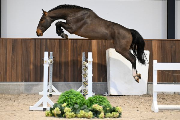 Harvey vd Berghoeve Z - 3