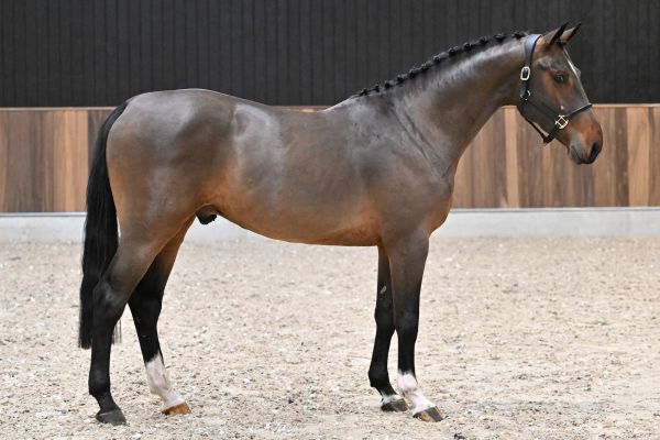 William di Jonella - 1