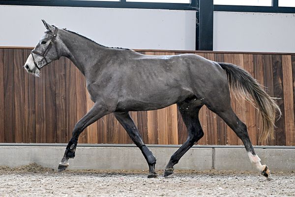 Cico van het Kraeyenboschhof Z - 3